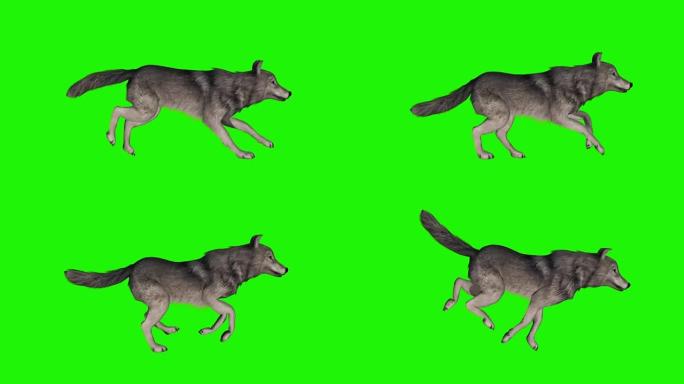 狼奔跑-绿色屏幕