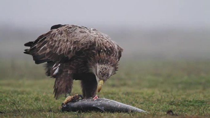 匈牙利的海鹰