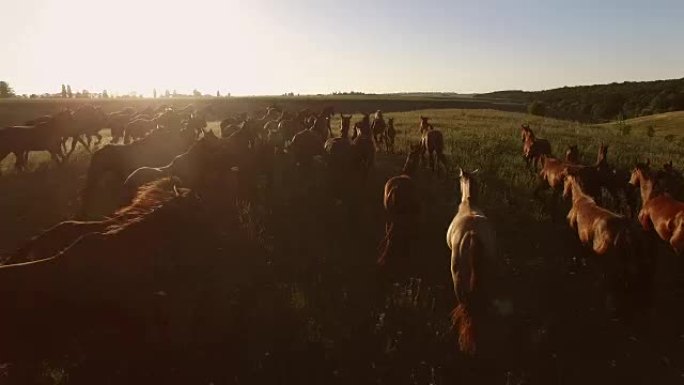 一群马在奔跑。