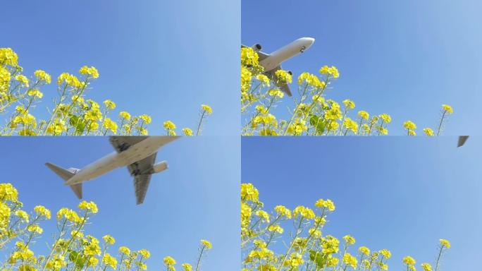 飞机在花田上空起飞