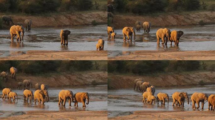大象过河。