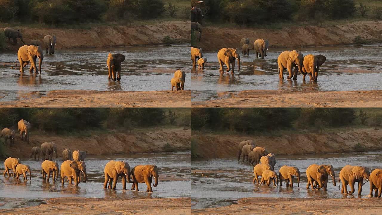 大象过河。