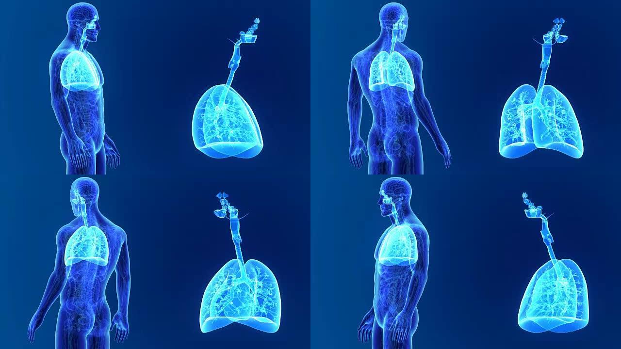 肺部放大与解剖