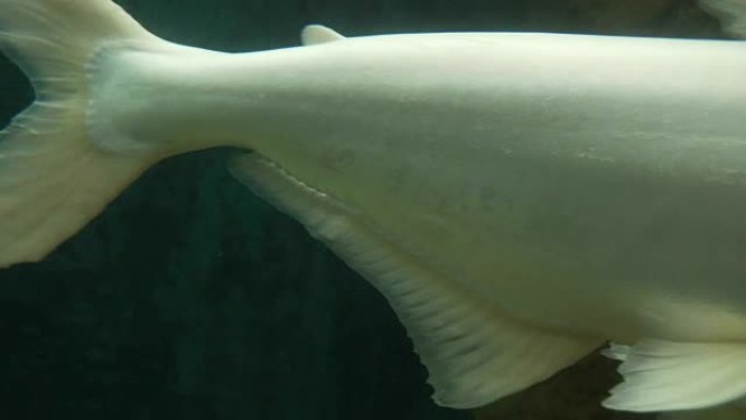 大白鱼在水族馆游泳的特写镜头