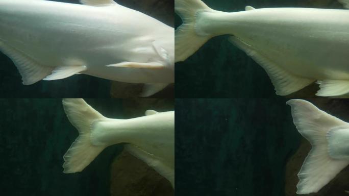 大白鱼在水族馆游泳的特写镜头