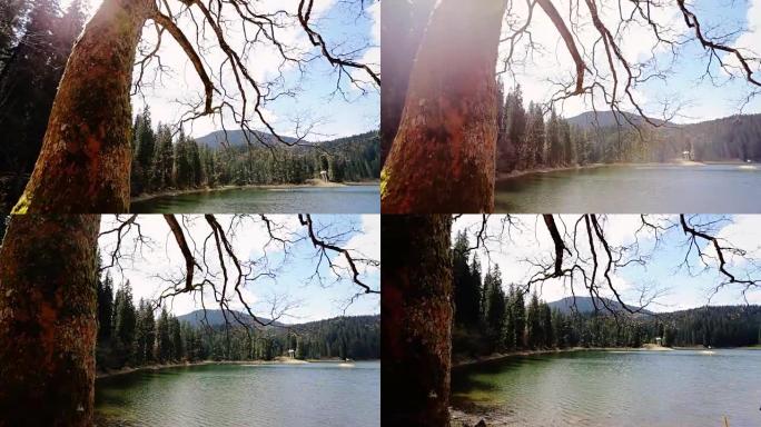 平静的风景，湖泊和山脉从老树上缩短了
