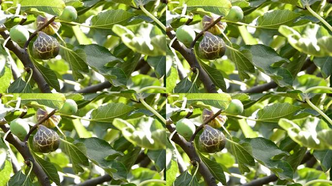 成熟的无花果挂在种植园的无花果树枝上