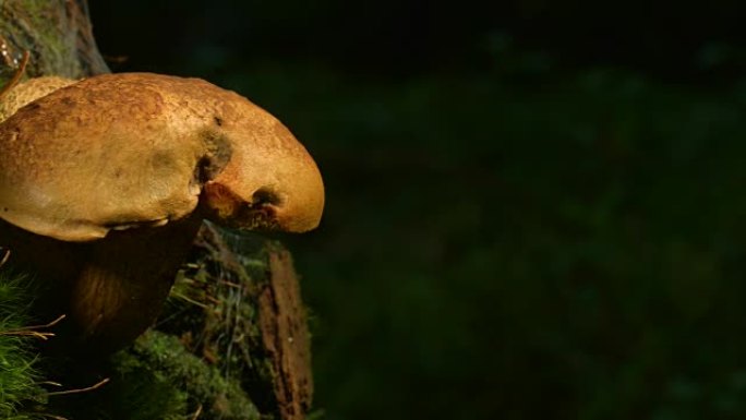多莉: 森林里的蘑菇