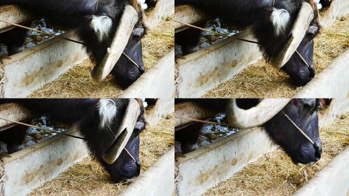 白水水牛吃马厩里的干草、稻草