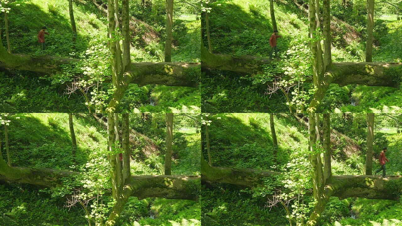 男子穿越巴统植物园的奇异桥树