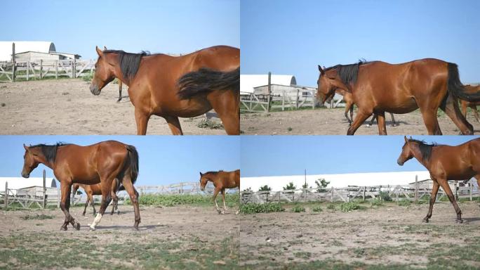 棕色的马在农场散步。种马疾驰和摇摆的尾巴。背景上的一群马。特写