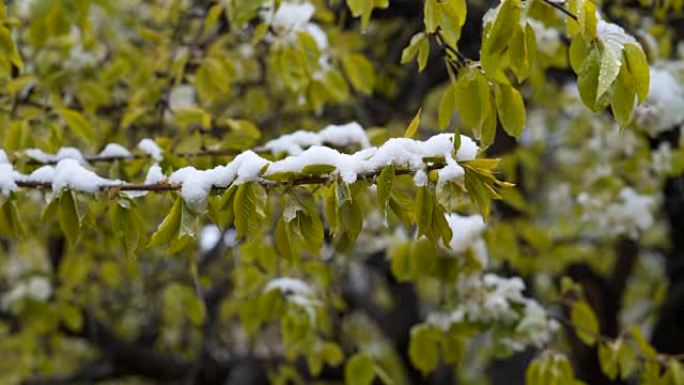 异常天气。4月晚下雪。在树上，绿叶和鲜花