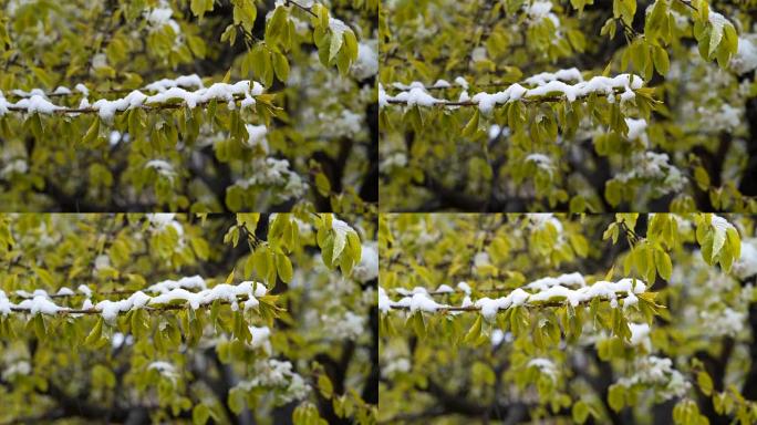 异常天气。4月晚下雪。在树上，绿叶和鲜花