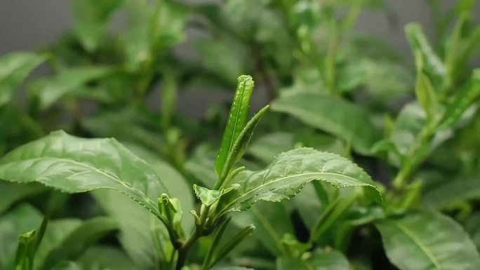 植物茶叶生长过程延时拍摄