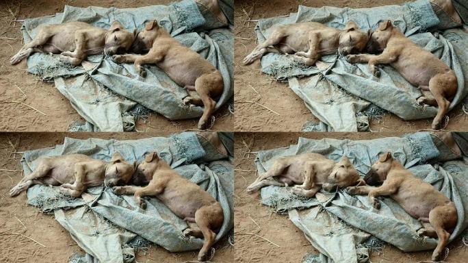 几只小狗睡在地面防水布上