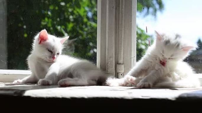 三只白色小猫洗