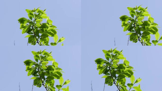 梅枝对抗蓝天自然景观