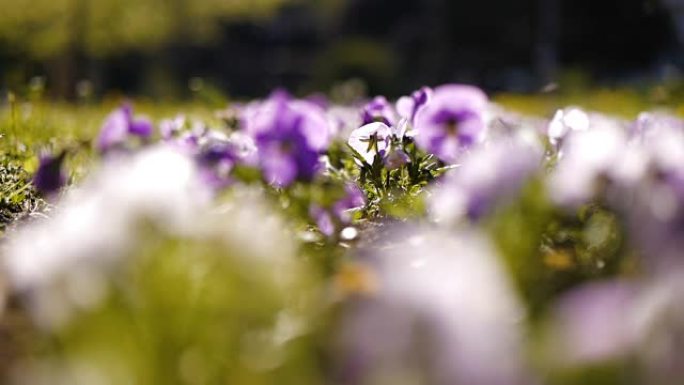 美丽的紫色花朵。自然美。春天。
