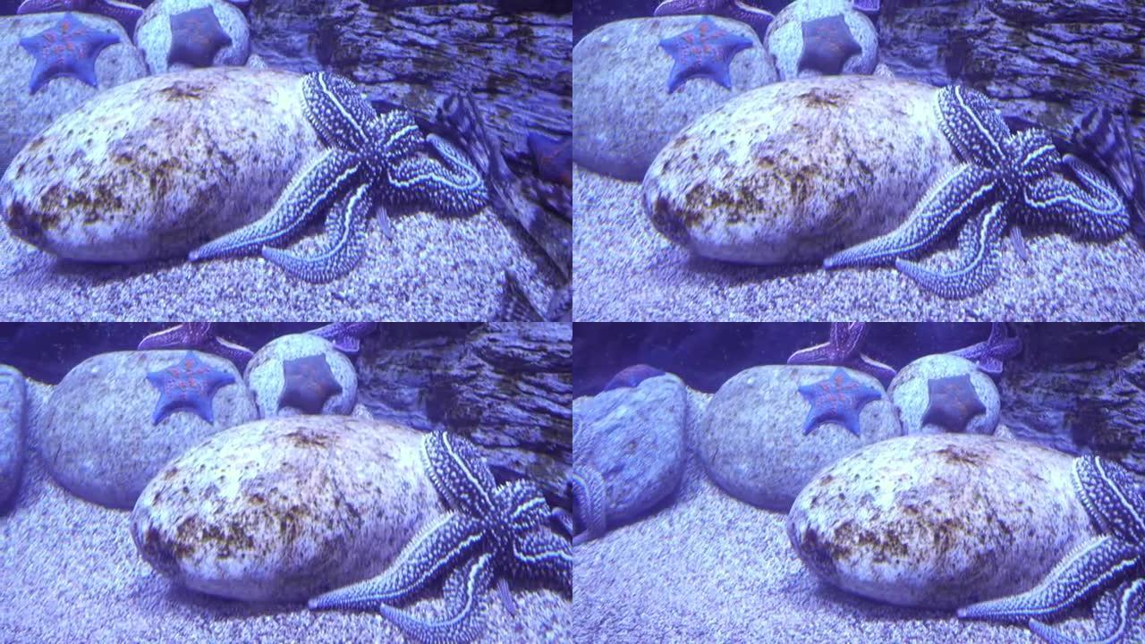 美丽的盐水水族馆海星素材视频