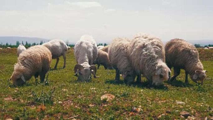 一群在田里放牧的绵羊