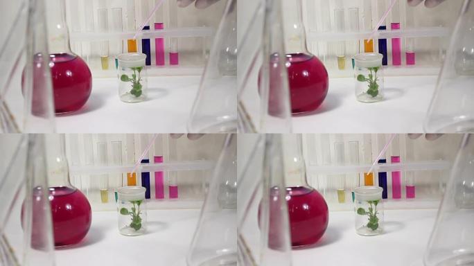 在实验室里与植物一起工作。实验室为番茄幼苗施肥的营养液。