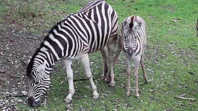 伯歇尔斑马家族群 (Equus quagga burchellii)