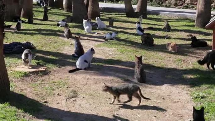 许多有趣的混合品种的猫在公园里散步