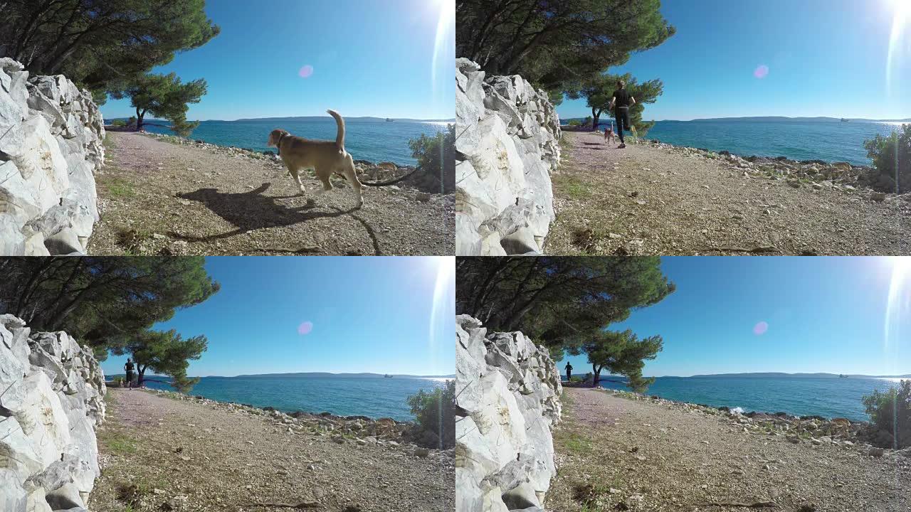 4K视频:一个阳光明媚的日子，一名男子牵着他的狗沿着海岸慢跑