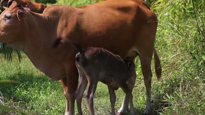 小牛试图从母牛身上吸奶