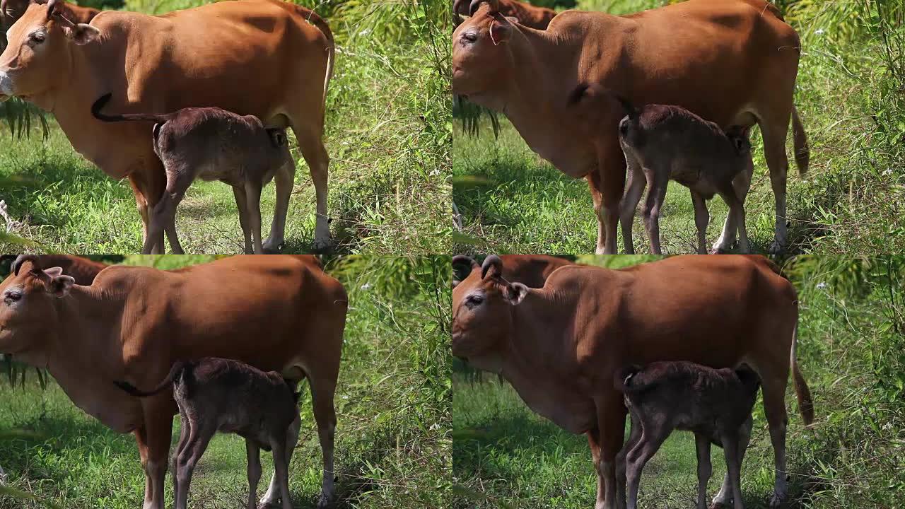 小牛试图从母牛身上吸奶