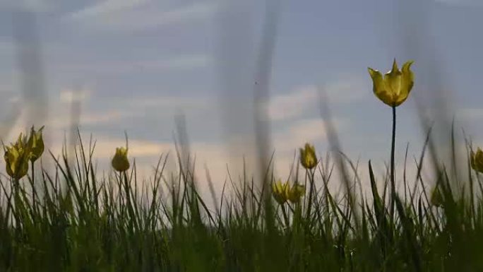 背景天空上阳光明媚的草地上的野生郁金香。草原在春天复活。