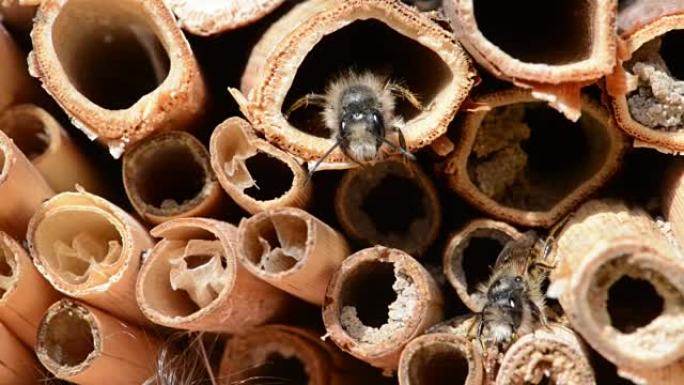 春季在昆虫庇护所飞翔的雄性野蜂。寻找雌性蜜蜂