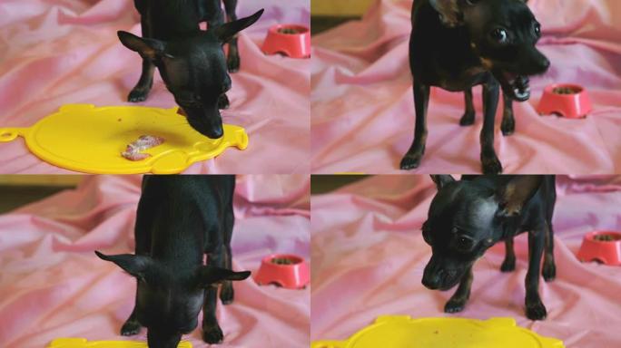 狗玩具梗吃黄盘生肉