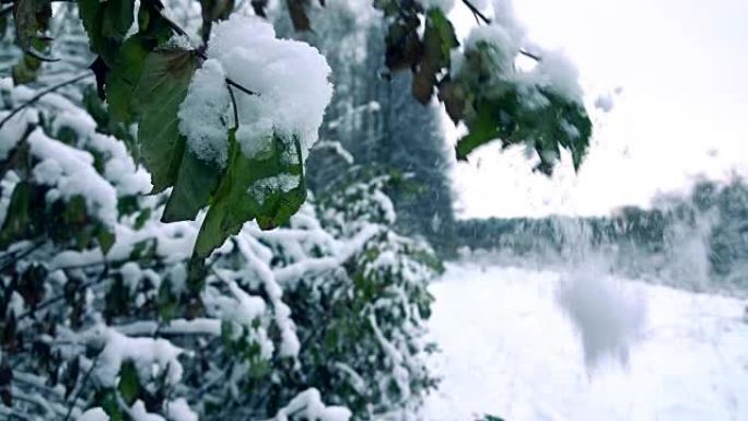 美丽的年轻女子在美丽的白雪皑皑的森林中从树枝上甩下雪。慢动作镜头，冷色