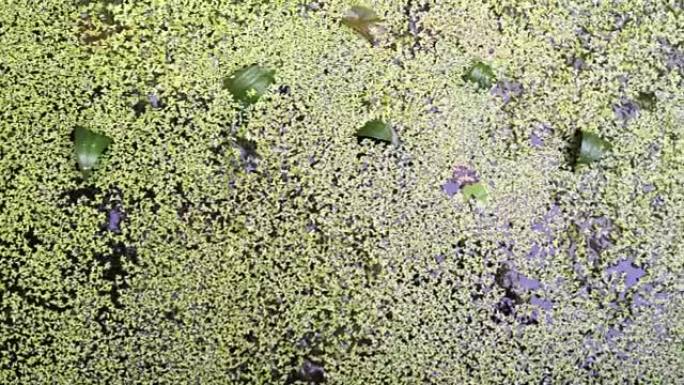 充满绿色小浮萍的池塘视频剪辑