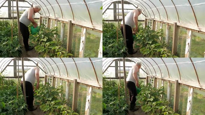 一位老人正在温室里给植物浇水。高番茄和辣椒很快就会成熟。健康饮食的概念