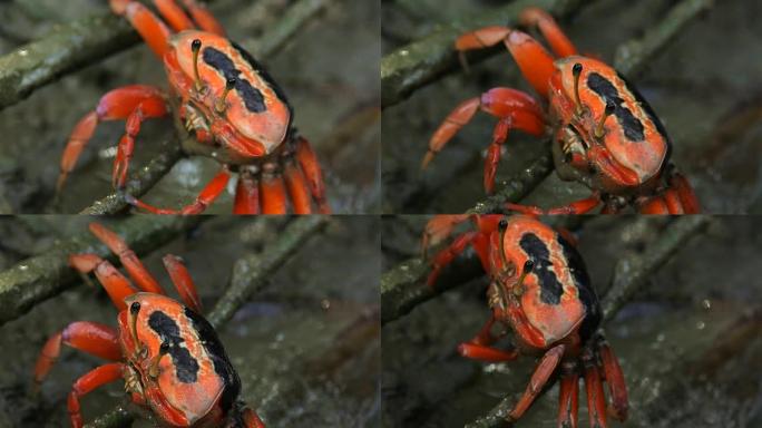 红树林吃红蟹