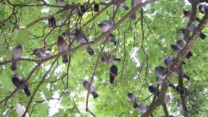 树枝上的鸽子
