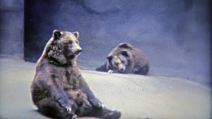 1973: 灰熊在动物园的一个小栖息地里无聊。