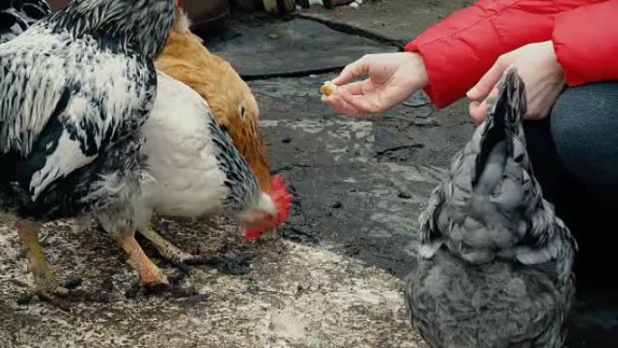女人用手喂鸡