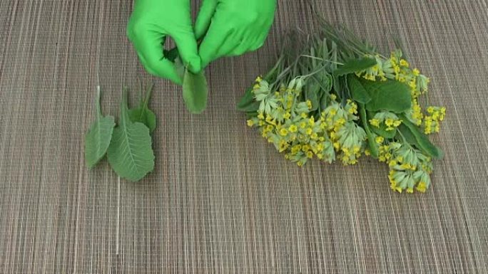 草药从花中分离报春花叶