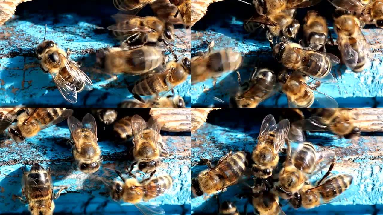 蜂巢入口处的蜜蜂，