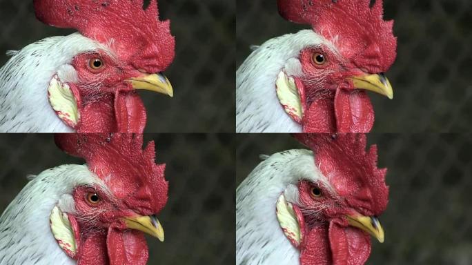 肖像一只白色公鸡看着相机非常近距离特写启用音轨