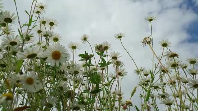 雨后湛蓝的天空，美丽的盛开的草地上洋甘菊在清新的一天。从下面看野花。昆虫给野花授粉。季节、生态、季节