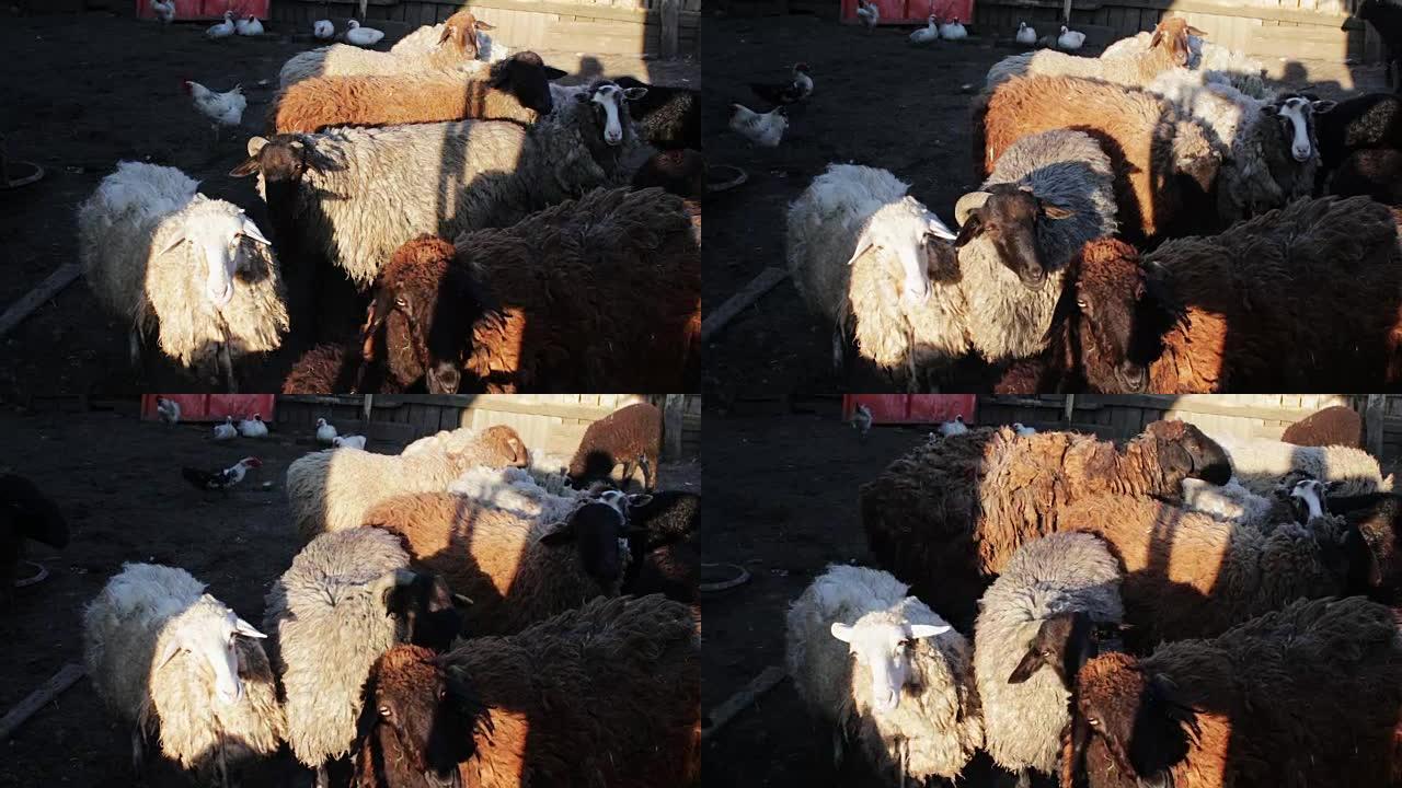 围场中的大型毛羊穿过篱笆网格