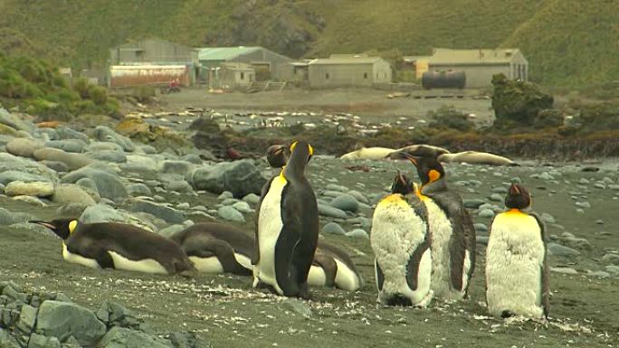 南极洲国王企鹅