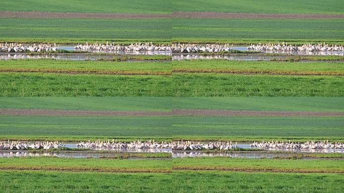 迁移过程中浅湖中的大型羊群或白色鹈鹕