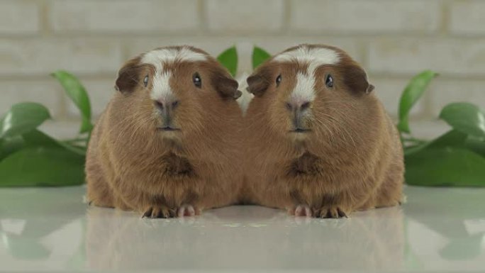 两只豚鼠在电视幽默视频中担任播音员