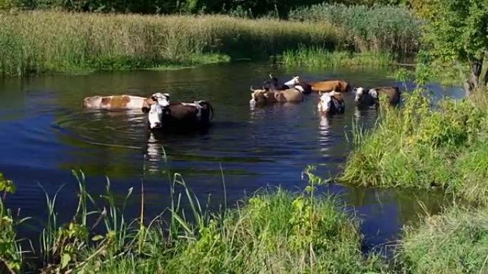夏季乌克兰河Merla进行水处理的牛群