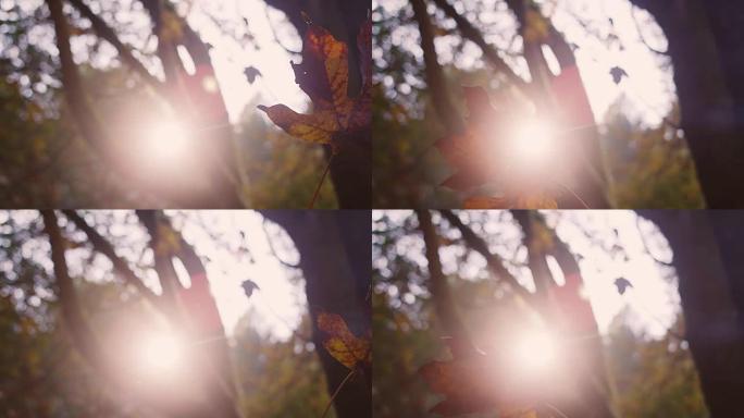 一大片秋叶在空中挥舞，慢动作，带有波克和镜头耀斑